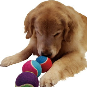 ちょっと大きなテニスボール（3ヶセット）【犬用おもちゃ】＜あす楽対応＞ 1