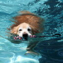 ビーバーテイル【犬用・水に浮くおもちゃ】＜あす楽対応＞ 3