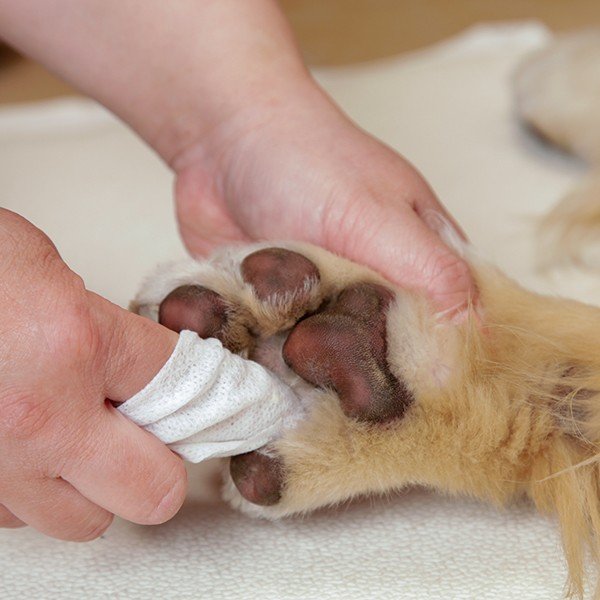 足汚れトルトルシート【犬用】＜あす楽対応＞
