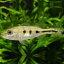 キクラ・ケルベリー (ブリード) 1匹 (4～5cm程度) 観賞魚 魚 アクアリウム 熱帯魚 ペット アメリカンシクリッド
