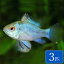 コバルトブルーラミレジー 3匹 (2～4cm程度) 観賞魚 魚 アクアリウム 熱帯魚 ペット