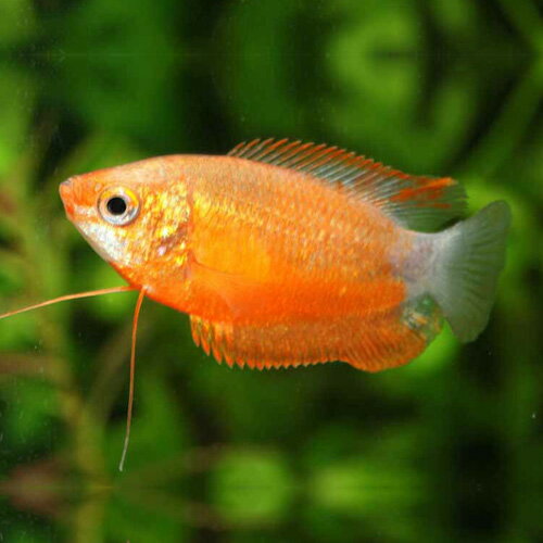 【淡水魚】レッドハニーグラミー 1匹 (4～5cm程度) 観賞魚 魚 アクアリウム 熱帯魚 ペット