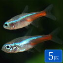 ネオンテトラ (SM) 5匹 (1.5〜2cm程度) 観賞魚 魚 アクアリウム 熱帯魚 ペット その1