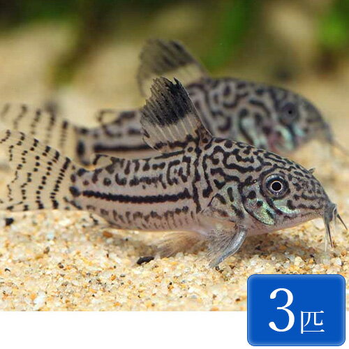 コリドラス・ジュリー 3匹 (2～3cm程度) 観賞魚 魚 アクアリウム 熱帯魚 ペット