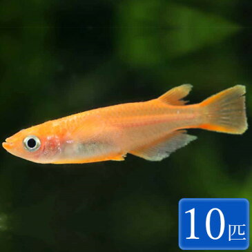 楊貴妃メダカ Aグレード 10匹 (2〜3cm程度) メダカ 観賞魚 アクアリウム ペット
