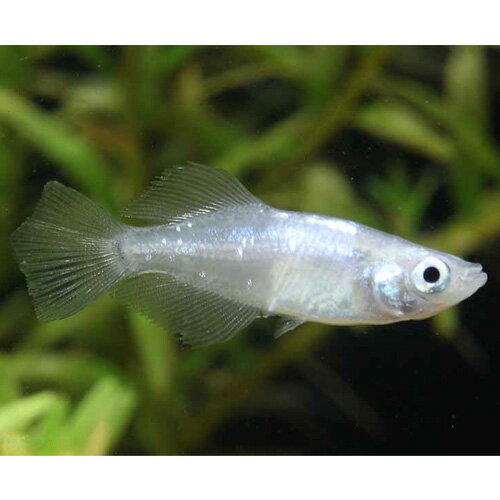 月虹メダカ 1匹 メダカ めだか アクアリウム ペット アクアのサムネイル