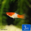 紅白ソード 3匹 (3～4cm程度) 観賞魚 魚 アクアリウム 熱帯魚 ペット