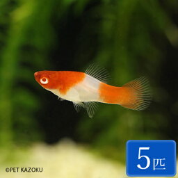 紅白ソード 5匹 (3～4cm程度) 観賞魚 魚 アクアリウム 熱帯魚 ペット