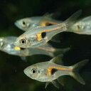 ラスボラ・ヘンゲリー 1匹 (2〜3cm程度) 観賞魚 魚 アクアリウム 熱帯魚 ペット