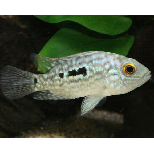 テキサスシクリッド （SM）1匹 (6-7cm程度) 観賞魚 魚 アクアリウム ペット シクリッド アメリカンシクリッドのサムネイル