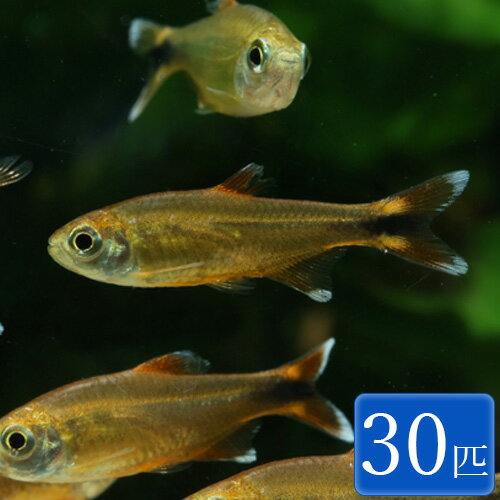 シルバーチップテトラ (ハセマニア) 30匹 観賞魚 魚 アクアリウム 熱帯魚 ペット　群泳魚