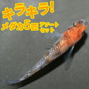 【メダカ】 キラキラ!メダカアソートセット 5匹セット メダカ めだか 魚 観賞魚 アクアリウム ペット お楽しみ セット【めだか】【淡水魚】【熱帯魚】【金魚】