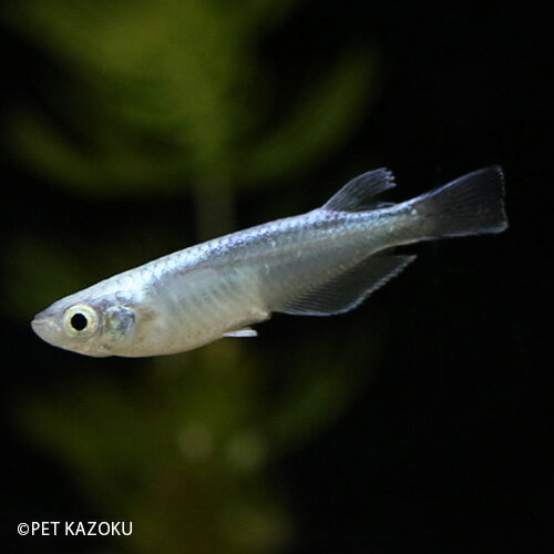 サンセット極龍メダカ 1匹 メダカ めだか 観賞魚 魚 アクアリウム ペットのサムネイル