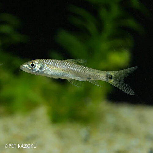 シルバーフライングフォックス 1匹 (4～6cm程度) コイの仲間 観賞魚 魚 アクアリウム 熱帯魚 ペットのサムネイル