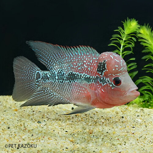 休日限定のhead 1匹 フラワーホーン Agfr15 11 12cm程度 1匹 熱帯魚 Big レッド 魚 ａグレード Sm 画像の個体をお送り致します Sm 観賞魚 アクアリウム 熱帯魚 フラワーホーン ペット 飼育 名入れ無料 の