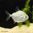 メチニスsp.クルピーラ (SM) 1匹 (4～5cm程度) 観賞魚 魚 アクアリウム 熱帯魚 カラ ...