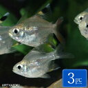 バルーンプリステラ 3匹 (2〜3cm程度) 観賞魚 魚 アクアリウム 熱帯魚 ペット