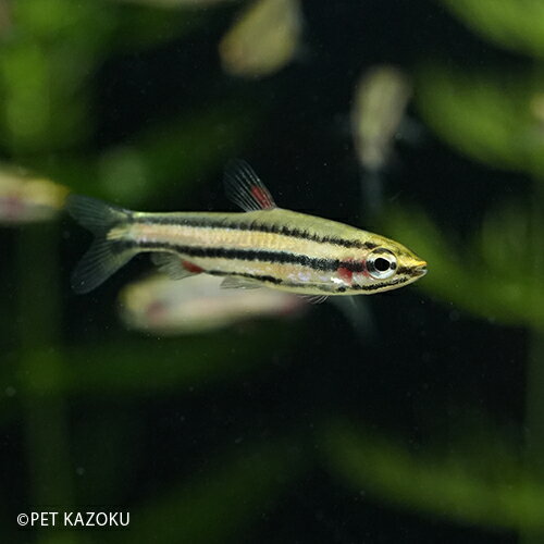 【淡水魚】ブラッドレッドペンシル (ペルー) 1匹 (2cm程度) 【熱帯魚】 【観賞魚】 【カラシ ...