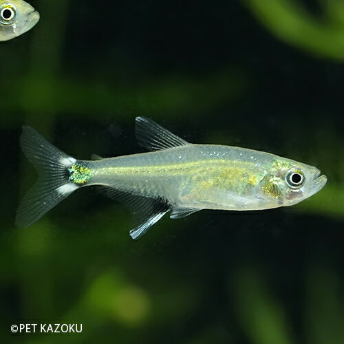 【淡水魚】アフィオカラックス・パラグアイエンシス 1匹 (2〜2.5cm程度) 【熱帯魚】 【観賞魚 ...
