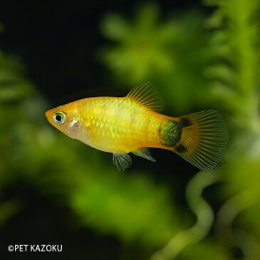ゴールデンミッキーマウスプラティ (M) 1匹 ブリード メダカの仲間 卵胎生 観賞魚 魚 アクアリウム 熱帯魚 ペット