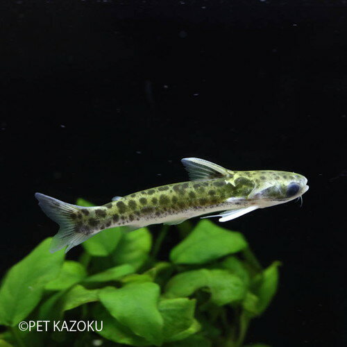 熱帯魚 ナマズ みんな探してる人気モノ 熱帯魚 ナマズ ペット ペットグッズ 熱帯魚 ナマズ みんな探してる人気モノ 熱帯魚 ナマズ ペット ペットグッズ