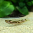チャンナ・バンカネンシス 1匹 観賞魚 魚 アクアリウム 熱...