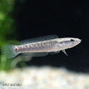 チャンナ プルクラ (ブリード) 1匹 (6〜7cm程度) 観賞魚 魚 アクアリウム 熱帯魚 ペット スネークヘッド