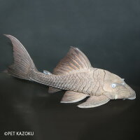 アクアリウム フード ワイルド 未来アクアリウム 1匹 1匹 熱帯魚 プレコ 店神秘的な青い目が特徴的なパナクエ系のワイルドプレコ ブルーアイプレコ パナクエ 観賞魚 魚 B個体 パナクエ ペット アクアリウム フード ワイルド 未来アクアリウム 1匹 1匹 熱帯魚 プレコ 店神秘的な青い目が特徴的なパナクエ系のワイルドプレコ ブルーアイプレコ パナクエ 観賞魚 魚 B個体 パナクエ ペット