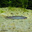 ブラッククーリーローチ 1匹 (6〜8cm) ローチ 観賞魚 魚 アクアリウム 熱帯魚 ペット
