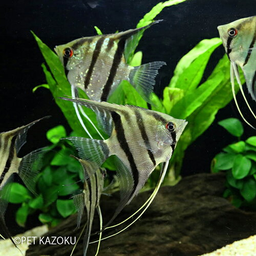 スカラレエンゼル (ワイルド) (ペルーアルタムエンゼル) (M) 1匹 観賞魚 魚 シクリッド アクアリウム 熱帯魚 アメリカンシクリッド ペットのサムネイル