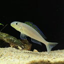 クセノティラピア・フラビピンニス (ケケセ) (ブリード)(ML) 1匹 観賞魚 魚 シクリッド アクアリウム 熱帯魚 アフリカンシクリッド ペット ブリード