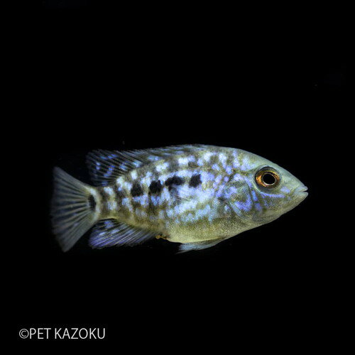 テキサスシクリッド (Escondido) 1匹 (2.5〜3.5cm程度) 観賞魚 魚 アクアリウム 熱帯魚 テキサスシクリッド　南米シクリッド エスコンディードのサムネイル