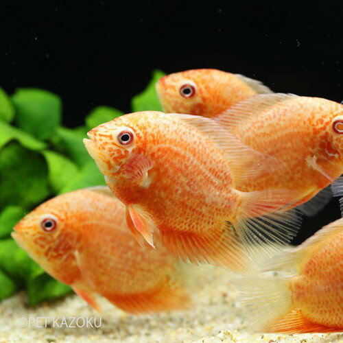レッドスポットゴールデンセベラム (M) 1匹 (6-8cm程度) 観賞魚 魚 アクアリウム 熱帯魚 ペット アメリカンシクリッド 中型 ブリードのサムネイル