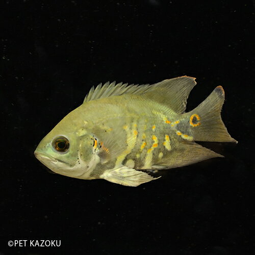 オスカー 熱帯魚 みんな探してる人気モノ オスカー 熱帯魚 オスカー 熱帯魚 みんな探してる人気モノ オスカー 熱帯魚