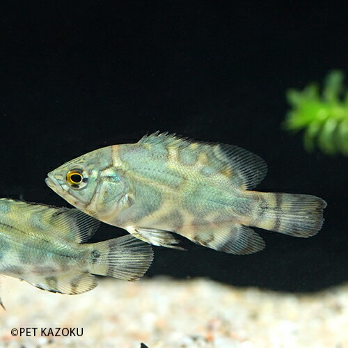 オスカー 熱帯魚 みんな探してる人気モノ オスカー 熱帯魚 オスカー 熱帯魚 みんな探してる人気モノ オスカー 熱帯魚