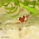 レッドピントシュリンプ 1匹 (1~1.5cm程度) シュリンプ 観賞魚 アクアリウム 熱帯魚 ペット