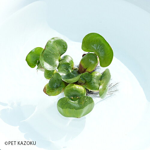 ホテイソウ (水玉) 水草 国産 アクアリウム