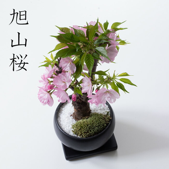 ■お花見■桜盆栽 ミニ 可愛い 室内 お花見 桜 プレゼント 桜色 インテリア ガーデニング 枝 盆栽 sakura さくら ミニ盆栽 初心者 bonsai お試し 小さめ ミニ桜 一才桜 旭山桜 桜盆栽 桜の鉢植え ミニチュア盆栽 卓上盆栽 デスク 卓上 鉢植え 退職 父の日 還暦祝いのサムネイル