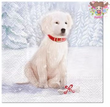 Paw İ ڡѡʥץ ǥѡΡɥå   ץ쥼ȡ(Snow Dog)1/Х