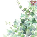 ★Ambiente ペーパーナプキン☆Hedera White☆ (1枚/バラ売り) ヘデラ 観葉植物 植物 オランダ 素敵 お洒落 デコパージュ