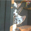 Fasana ペーパーナプキン☆Three Friends☆(1枚/バラ売り)写真風 ネコ キャット 可愛い 動物 素敵 デコパージュ
