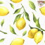 Paper+Design ڡѡʥץ Citrus1/Х˥ ʪ ե롼 ǥѡ