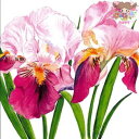 PPD ペーパーナプキン☆Sweet Iris☆(1枚/バラ売り)アヤメ アイリス 春 花柄 素敵 デコパージュ