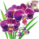 PPD ペーパーナプキン☆Orchidea ☆(1枚/バラ売り)ラン 蘭 紫 花柄 素敵 デコパージュ
