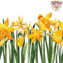 Fasana ペーパーナプキン☆bright daffodils☆(1枚/バラ売り)水仙 ジョンキル 黄水仙 花柄 素敵 可愛い お洒落 デコパージュ