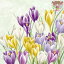 IHR ڡѡʥץBLOOMING CROCUS light green1/Х˥å 饤ȥ꡼ ꡼  ǥѡ İ Ũ ޯ