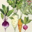 IHR ڡѡʥץROOT VEGETABLES cream1硦Х ͻ 纬 ǥå ʪ   ǥѡ İ Ũ ޯ ڤ䤫 쥬 ϥɥᥤ