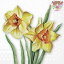 Ambiente ڡѡʥץFlowering daffodils 1/Х     Ũ ޯ ǥѡ