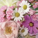 Ambiente ペーパーナプキン☆Summer flower mix☆ (1枚/バラ売り) アスター マーガレット ピンク パープル 花柄 素敵 お洒落 デコ...