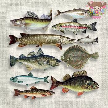 Ambiente ペーパーナプキン☆ Fish variety☆ （1枚・バラ売り） カレイ ニシン スズキ マス 魚 動物 可愛い デコパージュ ハンドメイド